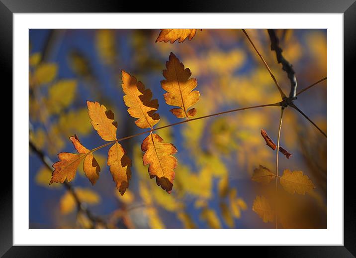 Golden leaves Framed Mounted Print by Guido Montañes