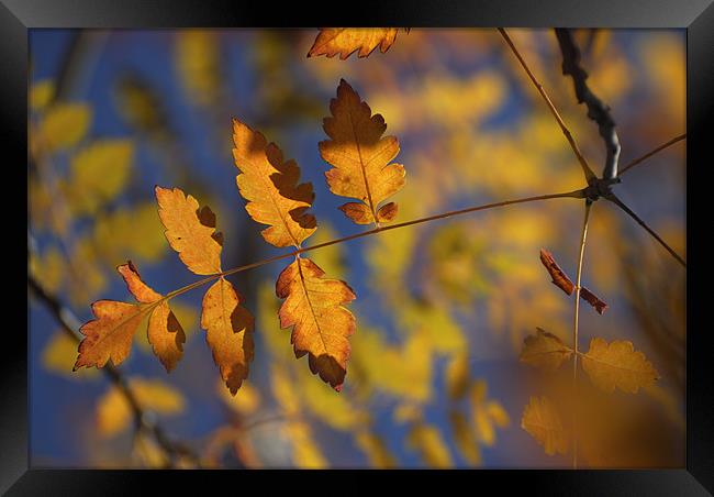 Golden leaves Framed Print by Guido Montañes