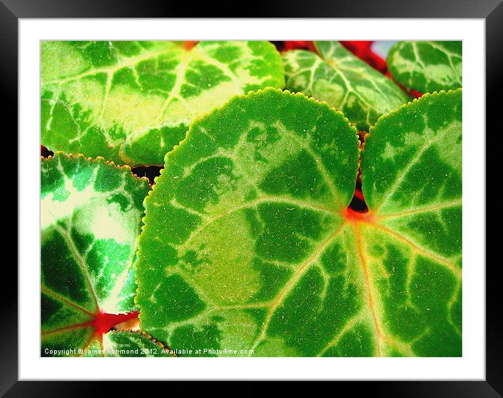 Cyclamen Leaves - 2 Framed Mounted Print by james richmond