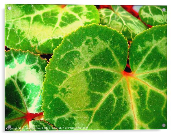 Cyclamen Leaves - 2 Acrylic by james richmond