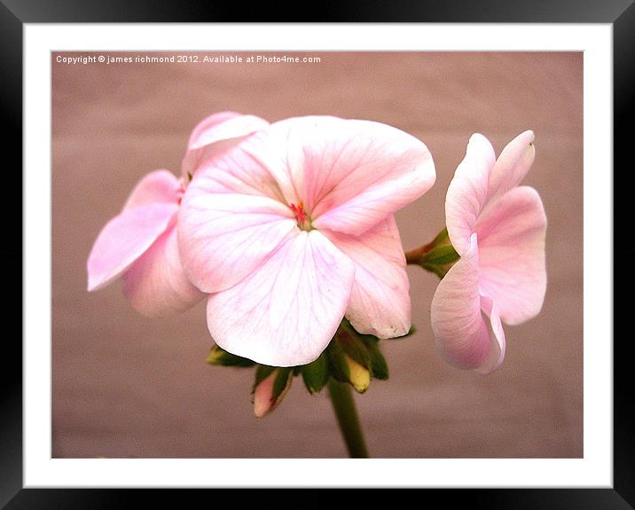 Geranium Pink Framed Mounted Print by james richmond