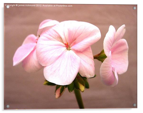 Geranium Pink Acrylic by james richmond