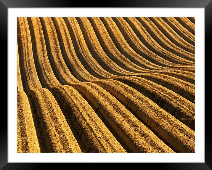 Field of Gold II Framed Mounted Print by Tracey Whitefoot