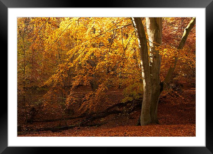 Epping Forest Autumn Framed Mounted Print by paul petty