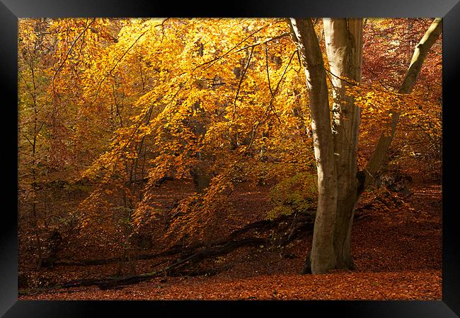 Epping Forest Autumn Framed Print by paul petty