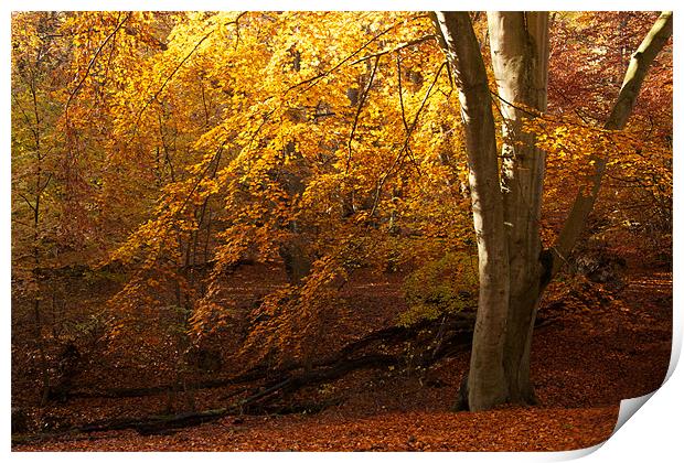 Epping Forest Autumn Print by paul petty