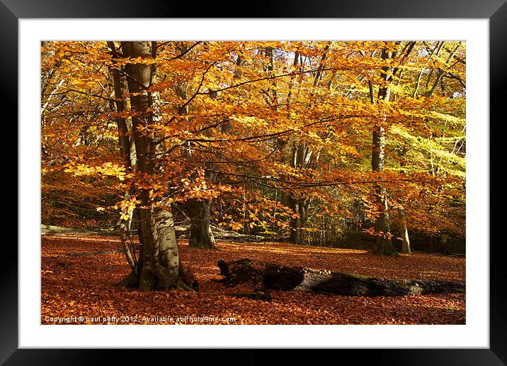 Autumn Framed Mounted Print by paul petty