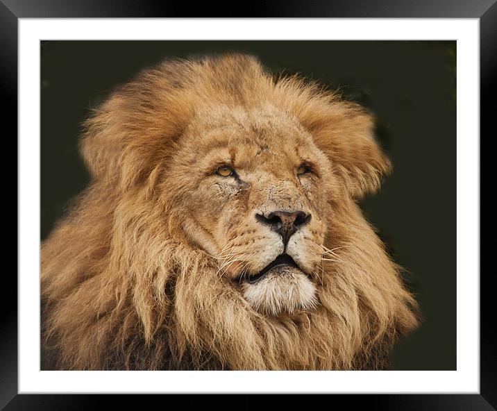 Leo the Lion Framed Mounted Print by Elaine Whitby