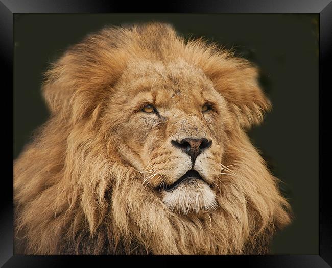 Leo the Lion Framed Print by Elaine Whitby