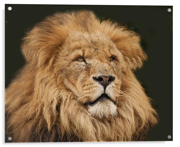 Leo the Lion Acrylic by Elaine Whitby