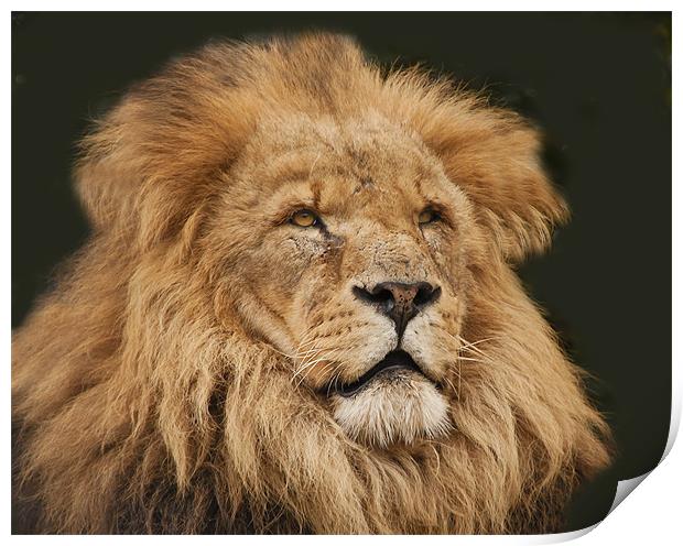 Leo the Lion Print by Elaine Whitby