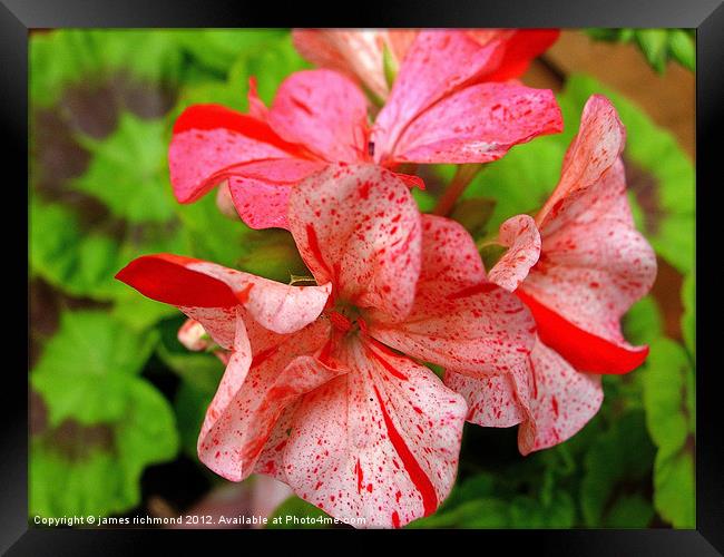 Pelargonium Framed Print by james richmond