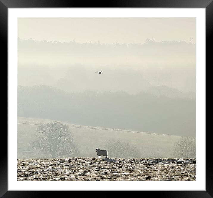 A Ewe's View Framed Mounted Print by Mark  F Banks