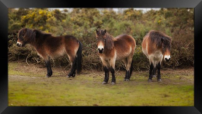 Shetland Ponies Framed Print by Mark Harrop