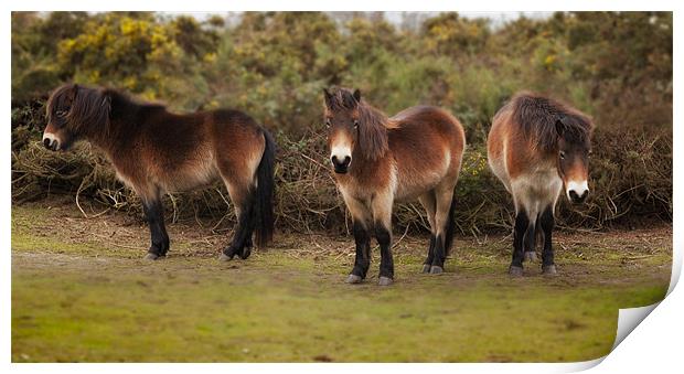 Shetland Ponies Print by Mark Harrop