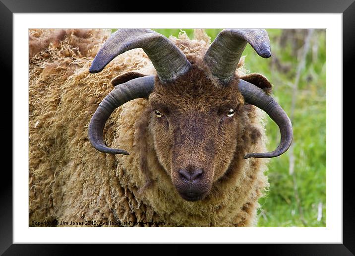 Majestic Manx Loaghtan Sheep Framed Mounted Print by Jim Jones
