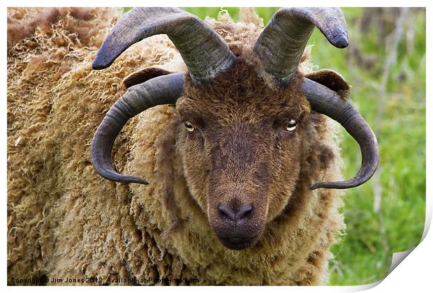 Majestic Manx Loaghtan Sheep Print by Jim Jones