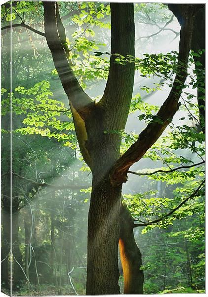 Summer Rays Canvas Print by Mark  F Banks