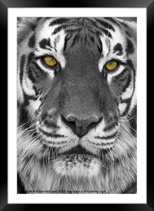 Big Cat Framed Mounted Print by Martin Williams