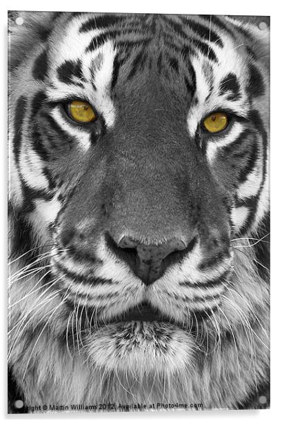 Big Cat Acrylic by Martin Williams