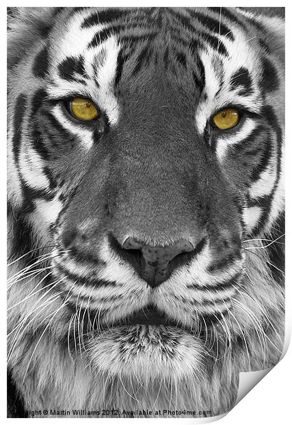 Big Cat Print by Martin Williams