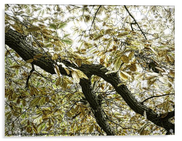 The Branch Acrylic by Sharon Lisa Clarke
