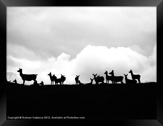Deers on the Horizon Framed Print by Graham Custance