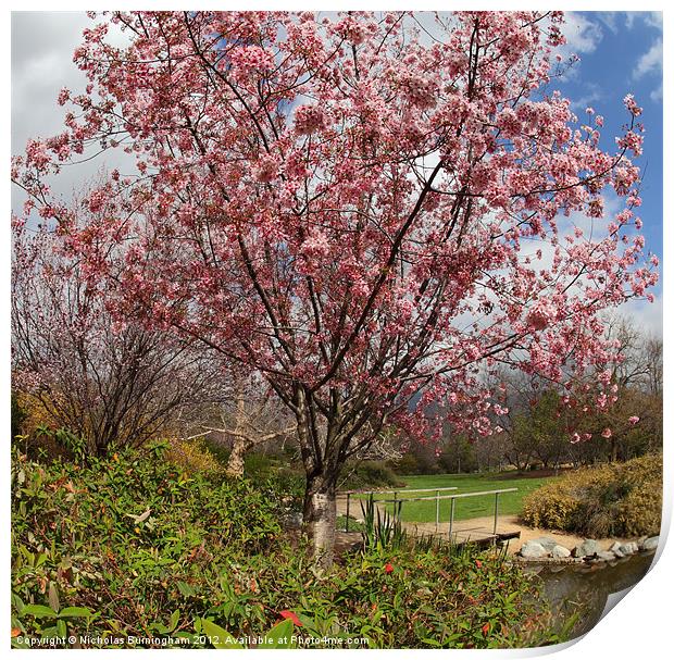 Cherry blossoms in a park Print by Nicholas Burningham
