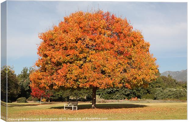 Colourful Tree with Fall colored foliage Canvas Print by Nicholas Burningham