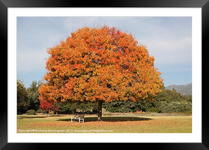 Colourful Tree with Fall colored foliage Framed Mounted Print by Nicholas Burningham