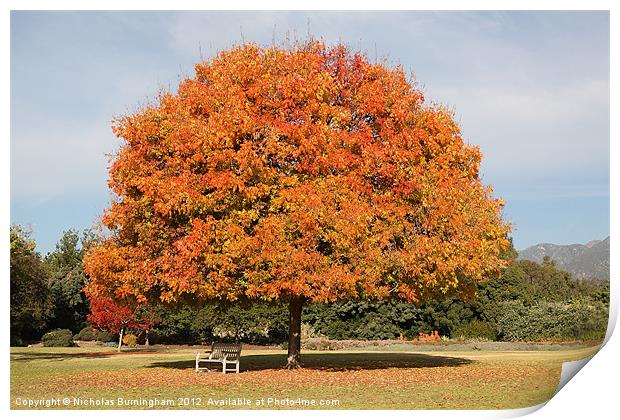 Colourful Tree with Fall colored foliage Print by Nicholas Burningham