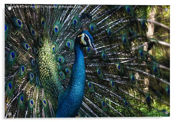 Male Peacock Acrylic by Zoe Ferrie