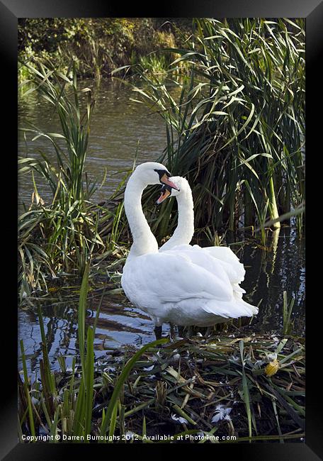 Swans I''ll Take Care Of You Framed Print by Darren Burroughs