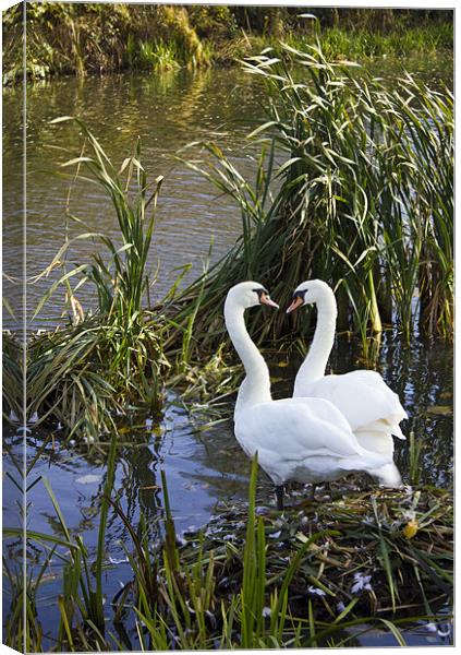 Swans I Love You Canvas Print by Darren Burroughs