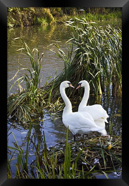 Swans I Love You Framed Print by Darren Burroughs