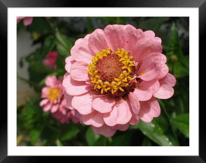 Pink Zinnia Framed Mounted Print by Shoshan Photography 
