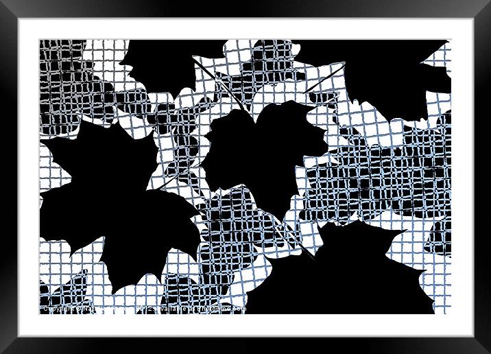 Abstract Leaf Pattern - Black White Light Blue Framed Mounted Print by Natalie Kinnear