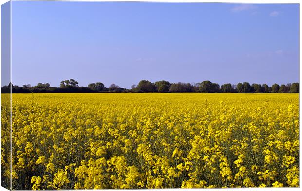 Rape Field Canvas Print by graham young