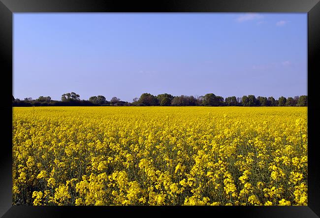 Rape Field Framed Print by graham young