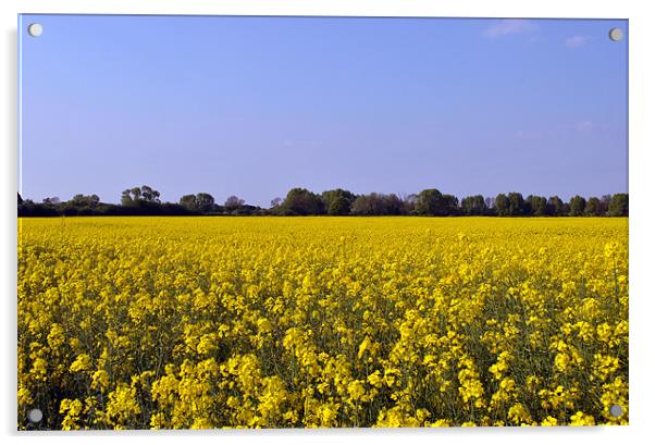 Rape Field Acrylic by graham young