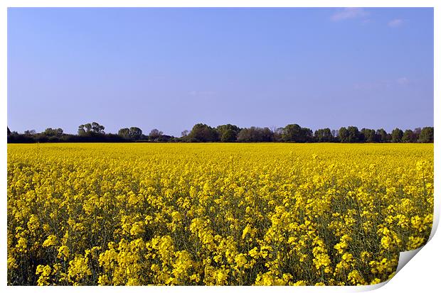 Rape Field Print by graham young