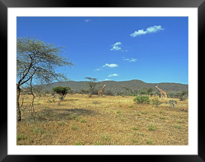 Giraffes in Samburu National Reserve Framed Mounted Print by Tony Murtagh