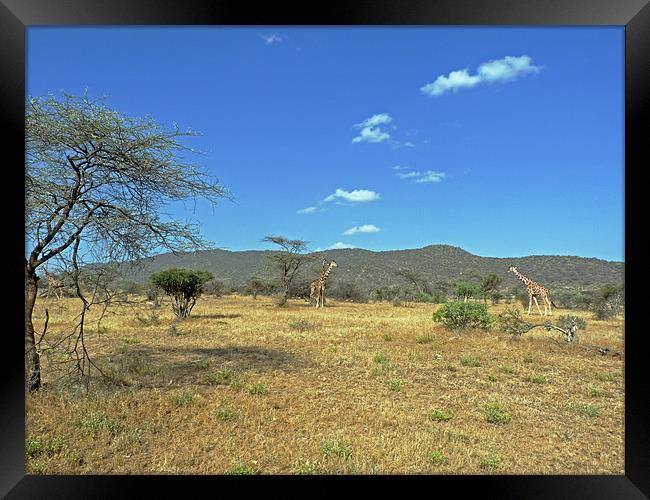 Giraffes in Samburu National Reserve Framed Print by Tony Murtagh