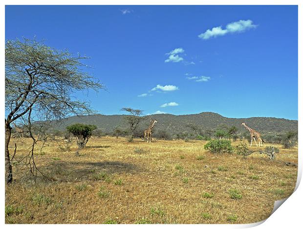 Giraffes in Samburu National Reserve Print by Tony Murtagh