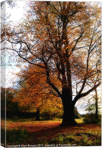 Autumn Canvas Print by Nigel Bangert