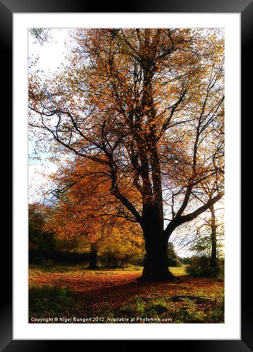 Autumn Framed Mounted Print by Nigel Bangert