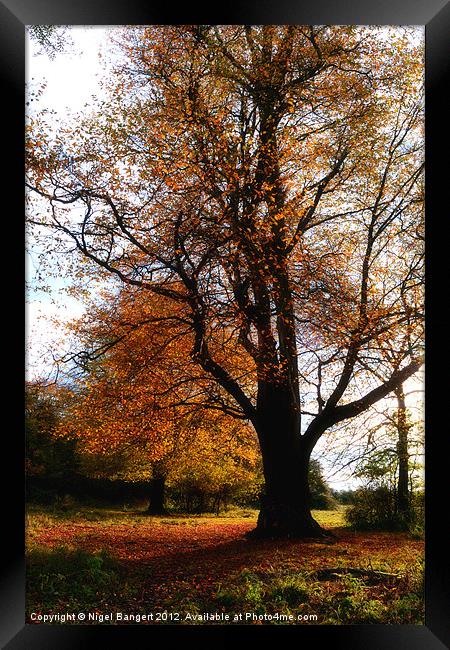 Autumn Framed Print by Nigel Bangert