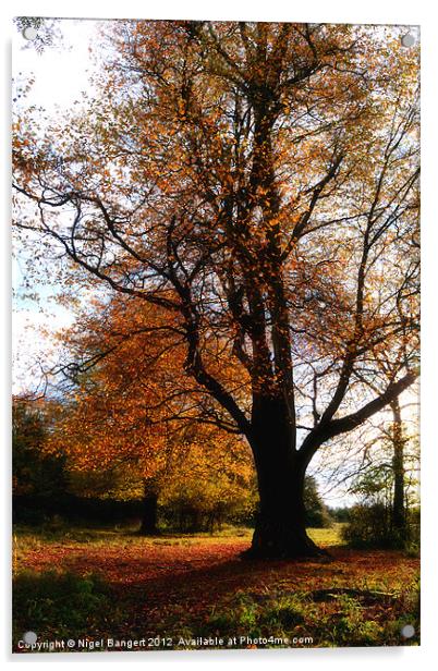 Autumn Acrylic by Nigel Bangert