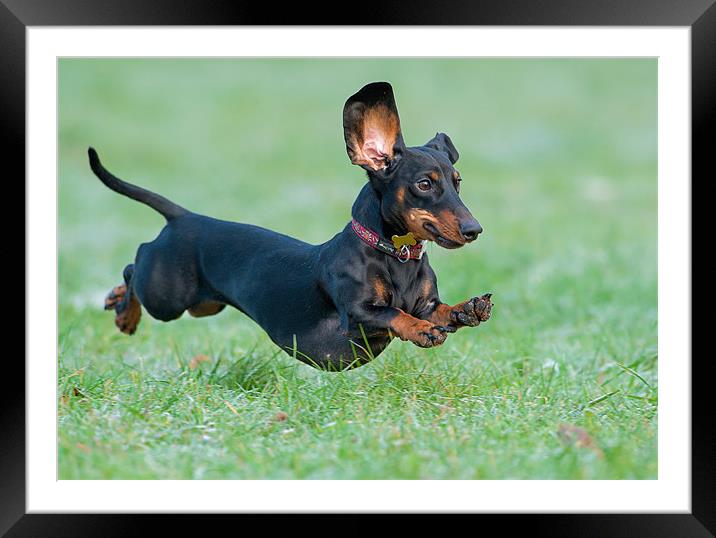 Running dachshund Framed Mounted Print by Sergey Golotvin
