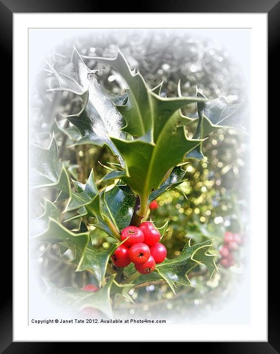 Christmas Holly Framed Mounted Print by Janet Tate